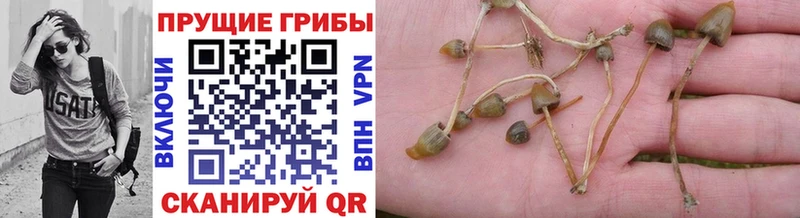 наркота KRAKEN как войти Псилоцибиновые грибы GOLDEN TEACHER Братск