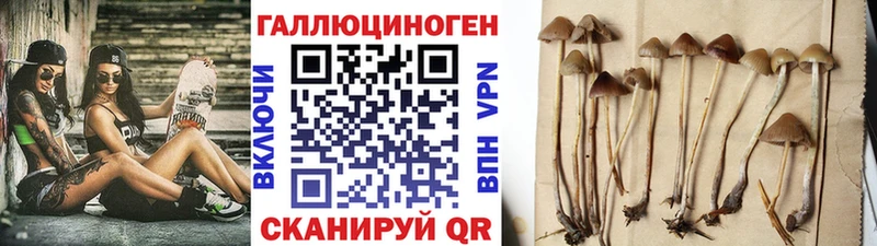 Галлюциногенные грибы Psilocybe Братск